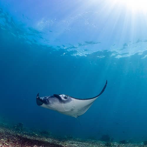 Manta Point En Komodo: Bucea Con Mantas Gigantes En Un Sitio De Ensueño